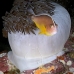 anemonefish_skunk_rr_sur_v_1631_tha3175.jpg